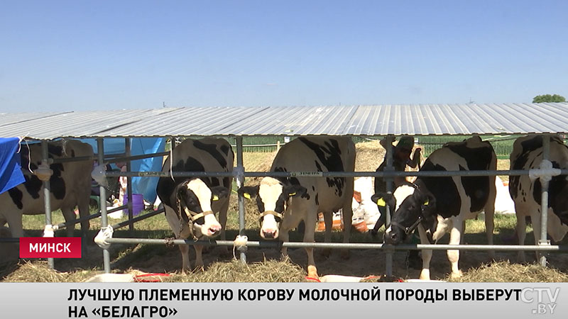 Самые молочные: конкурс красоты среди коров пройдёт на «Белагро»-1