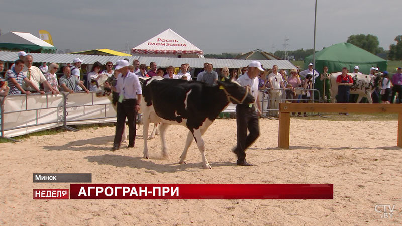 «Чемпион вкуса», чудо-бочка из Бобруйска и лучшая бурёнка. Самое интересное на выставке «Белагро» – в одном материале-62