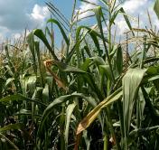 Белгидромет: неустойчивая погода в ближайшие дни будет сдерживать темпы уборочной