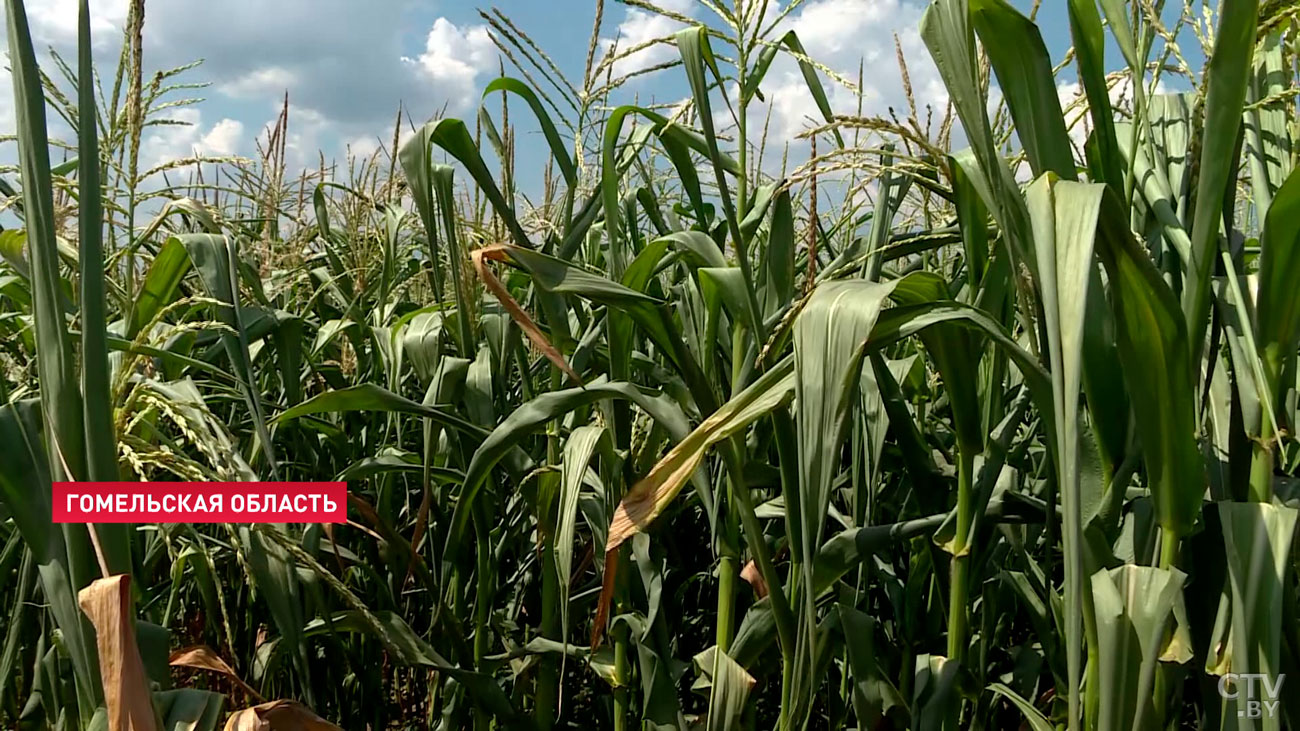 Белгидромет: неустойчивая погода в ближайшие дни будет сдерживать темпы уборочной-1 Белгидромет: неустойчивая погода в ближайшие дни будет сдерживать темпы уборочной-1