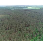 Лесная отрасль Беларуси даёт рекордную прибыль
