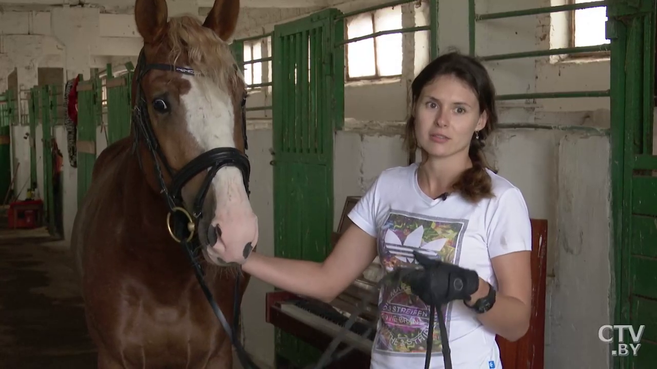 «Они очень трудолюбивые, стараются услужить человеку». Чем уникальна белорусская упряжная лошадь -4