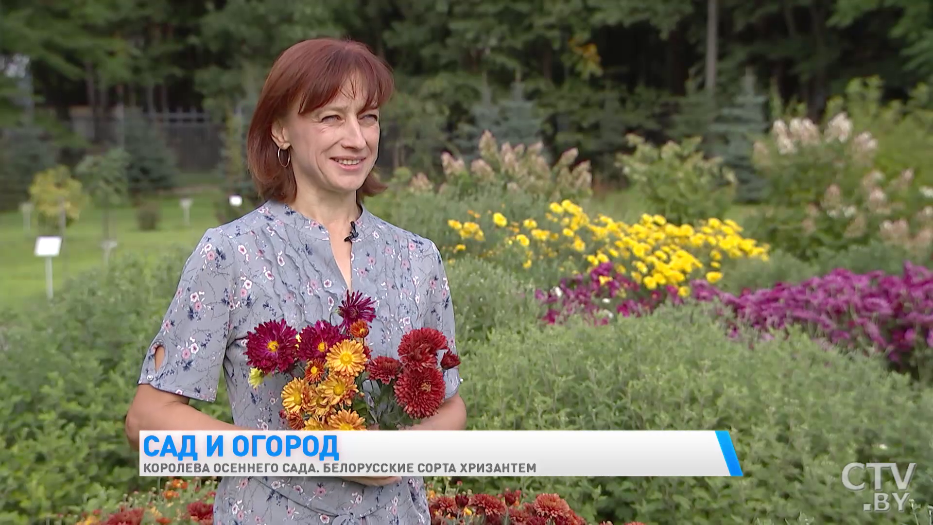 «Специально отбираем такие, чтобы они были адаптированы к нашим климатическим условиям». Какие существуют белорусские сорта хризантемы корейской -7 «Специально отбираем такие, чтобы они были адаптированы к нашим климатическим условиям». Какие существуют белорусские сорта хризантемы корейской -7