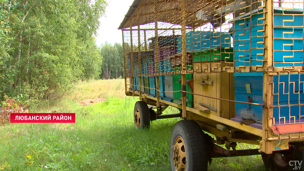 «Первый мёд в лесхозе получают из разнотравья». Показываем весь процесс заготовки натурального лакомства-1