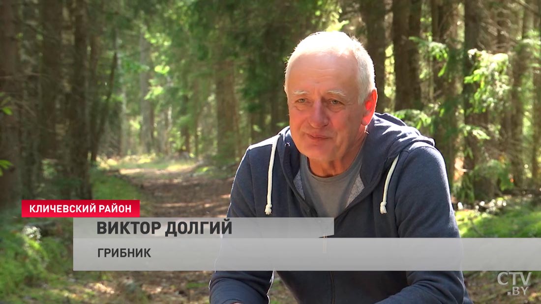 «При желании и больше». Белорусы рассказали, сколько зарабатывают на сборе грибов-10