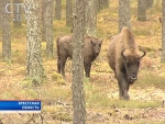 Беловежские зубры настолько расплодились, что грозят экосистеме