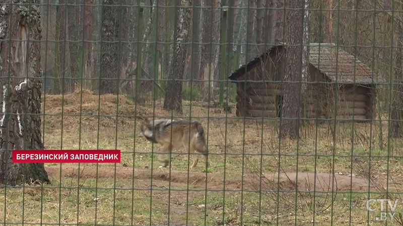 Березинский заповедник подтвердил право на Европейский диплом для охраняемых территорий-6