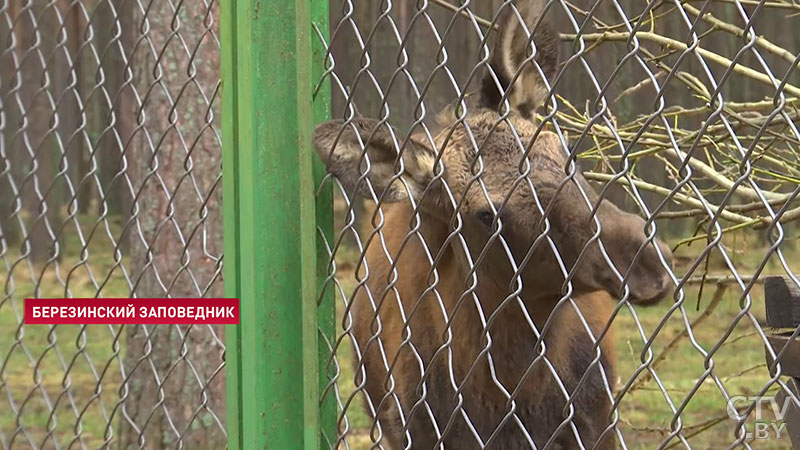 Березинский заповедник подтвердил право на Европейский диплом для охраняемых территорий-4