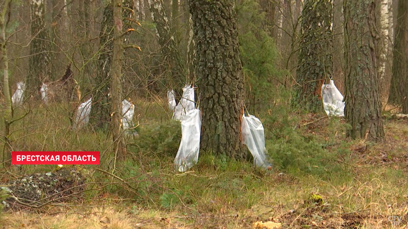 Сбор берёзового сока начался в Брестской области-1