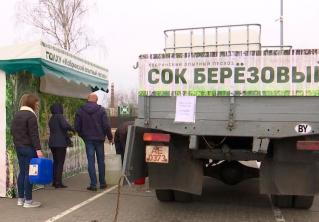 Свежий берёзовый сок из Кобринского лесхоза теперь продают и в городе: за четыре дня отгрузили уже около 6,5 тонны