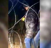 Польские пограничники натравили собак на мигрантов, чтобы те перешли на территорию Беларуси