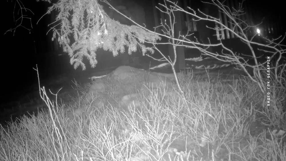 Польские силовики вытеснили группу беженцев на территорию Беларуси