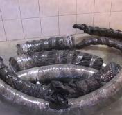 В Беларусь пытались незаконно ввезти бивни мамонта