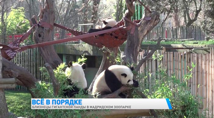 Главные достопримечательности Мадридского зоопарка. Посмотрите, как живут близнецы гигантской панды-4