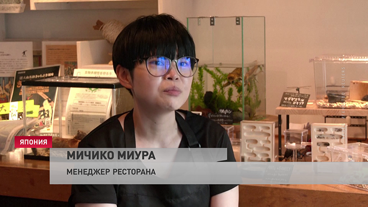 Ризотто со сверчками, десерт с личинками. Блюда с насекомыми стали трендом в японских ресторанах-4