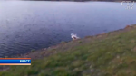 «Внезапно выползло большое животное из воды». Бобр поселился на гребном канале в Бресте