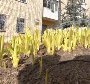 Живые изгороди появятся в минских дворах: чтобы защитить зелёные зоны от парковок авто-4