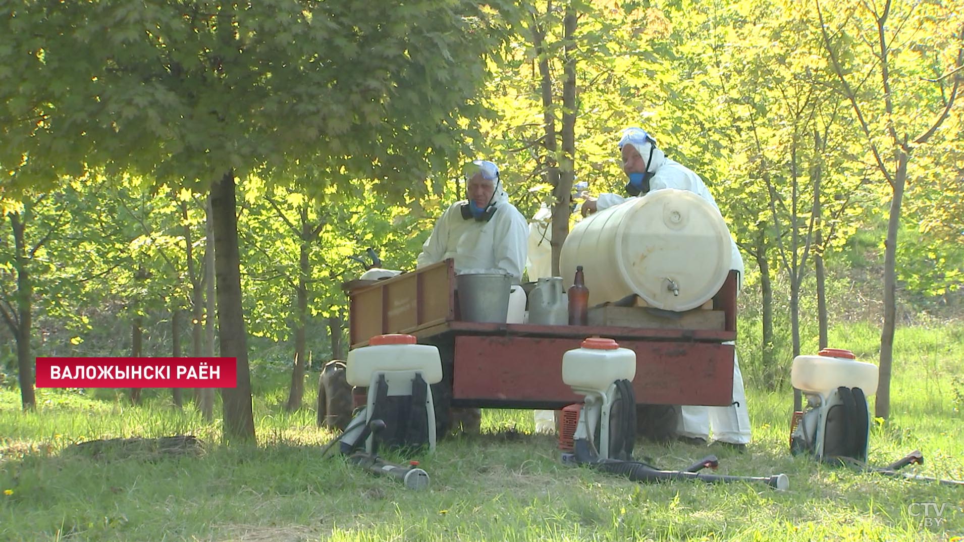 В Минской области воюют с борщевиком: на это потратят 25 тысяч рублей только в одном районе-1