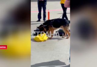 В Борисполе посадили самолёт с «бомбой» на борту. Поступило сообщение о минировании