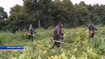 Борьба и заработок на борщевике: Вороновский сельсовет продает земли с растением с аукциона