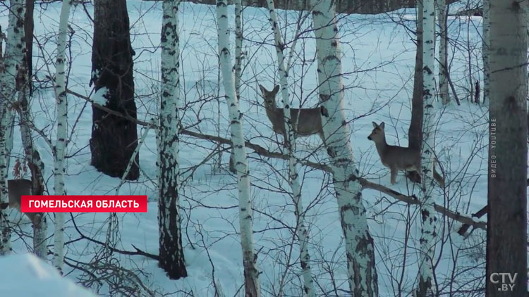 Животные умирают в петлях! Что грозит браконьерам за варварское убийство зверей?-4