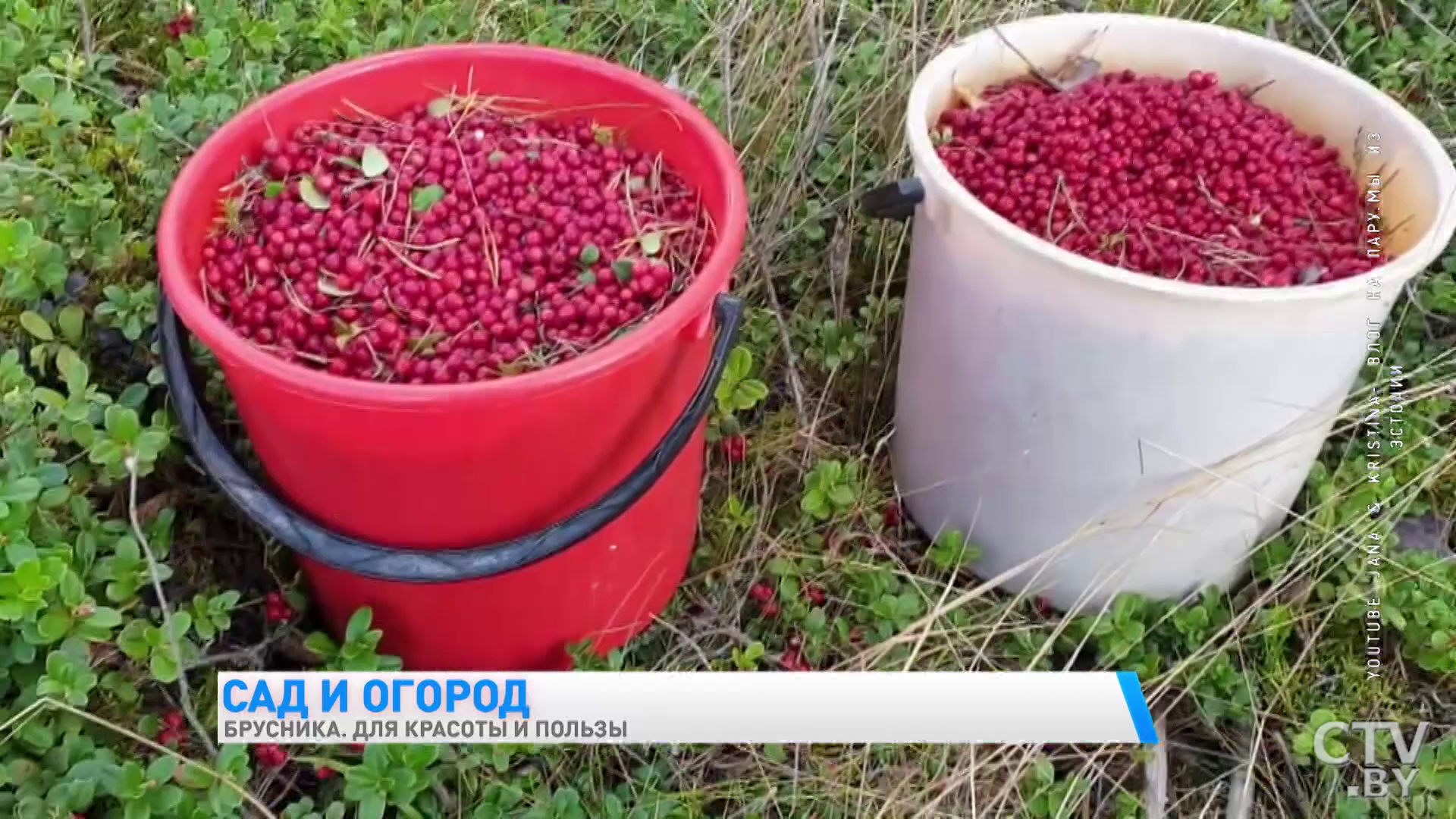 Урожай с кустов можно снимать дважды за сезон. Что нужно знать, если хотите посадить бруснику в вашем саду-1