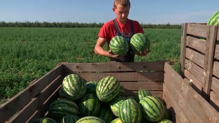 Рабочий день начинается в 4 часа! Побывали на предприятии «Рассвет», где выращивают женьшень и арбузы-10