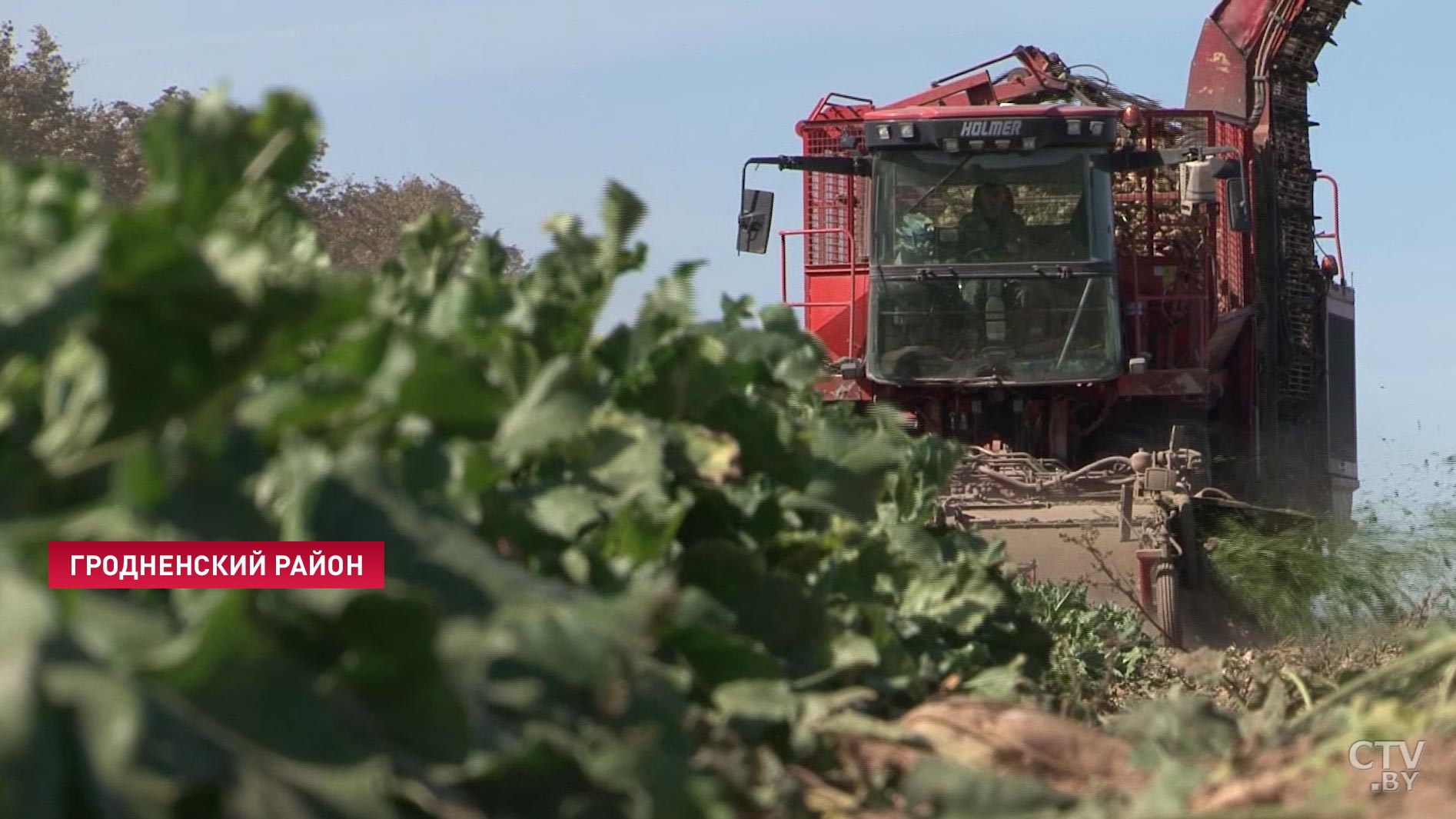 «Неплохой показатель»: в Беларуси приступили к уборке сахарной свёклы-4