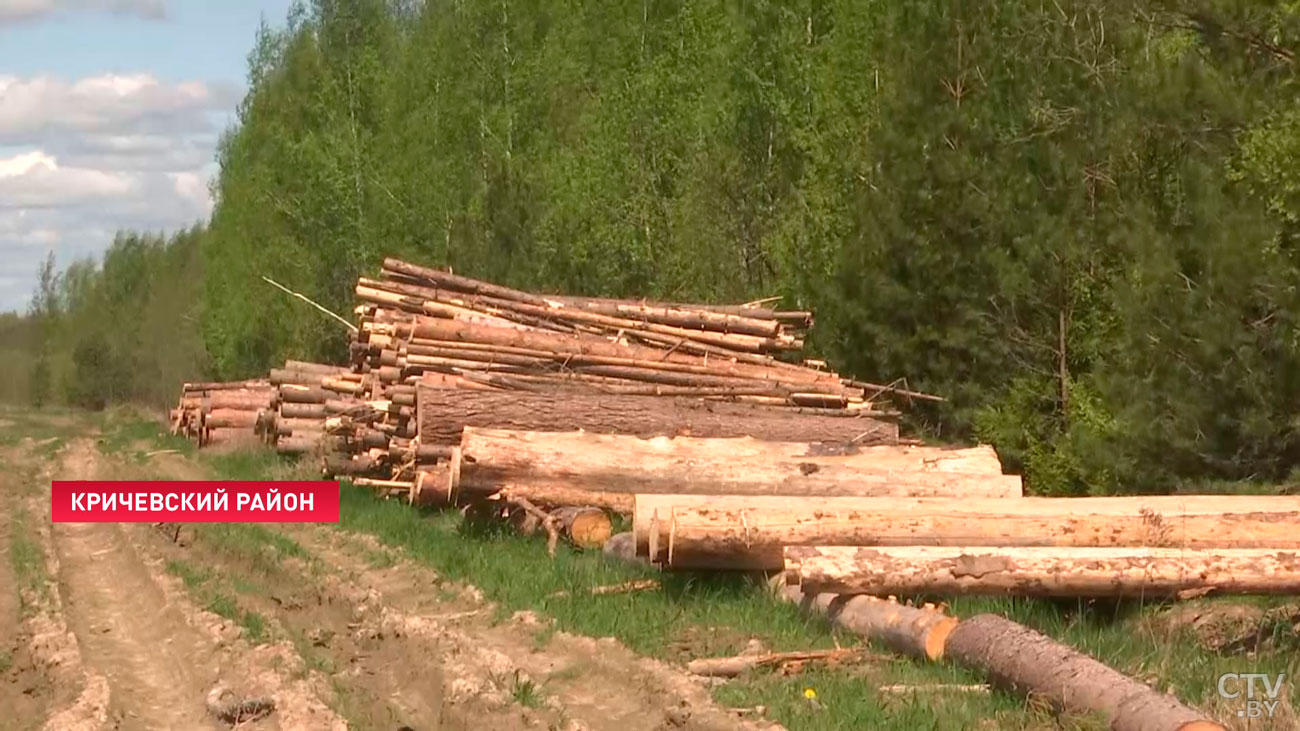 Этот бурелом запомнится надолго. Смотрите, что сделал майский ураган в лесах Могилёвской области-16