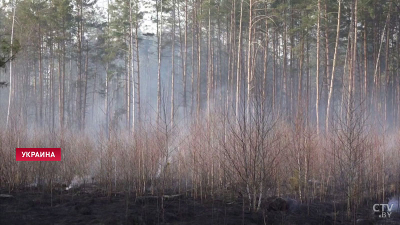 Пожар в Чернобыльской зоне удалось потушить. Помог дождь-9