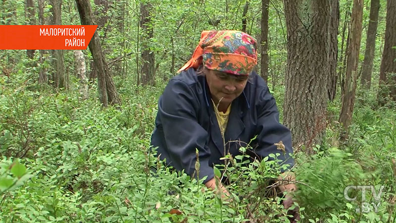 Черничный сезон в разгаре: сколько белорусы зарабатывают на продаже ягод?-1