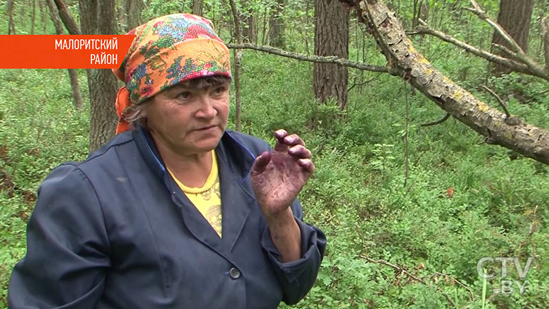 Черничный сезон в разгаре: сколько белорусы зарабатывают на продаже ягод?-3