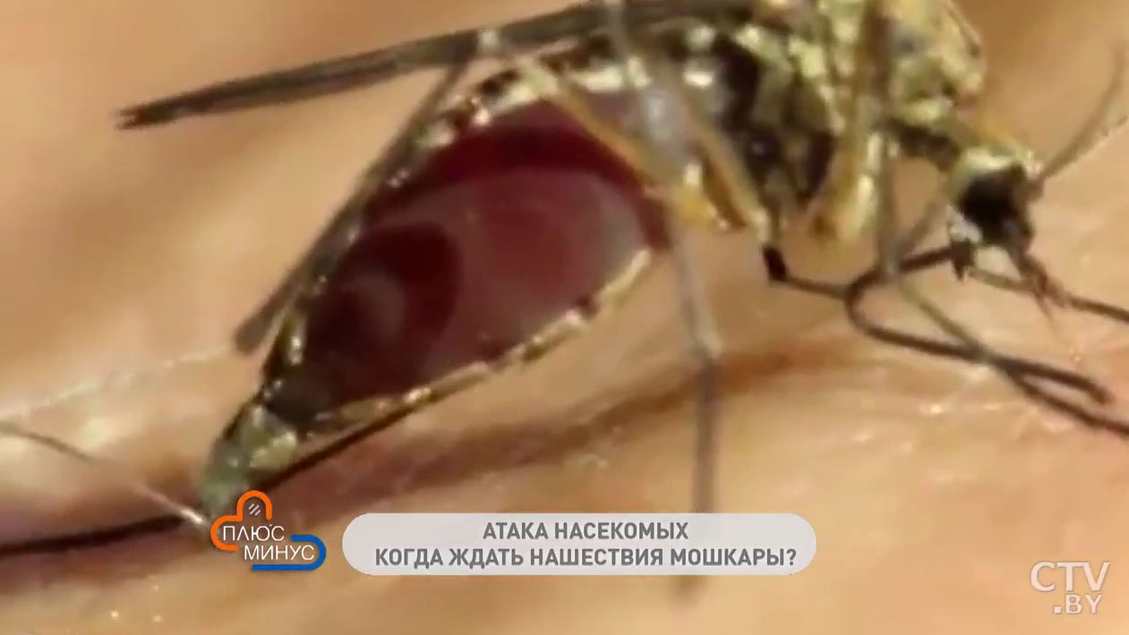 Особенно опасно для аллергиков. Первая помощь при укусе мошки-1
