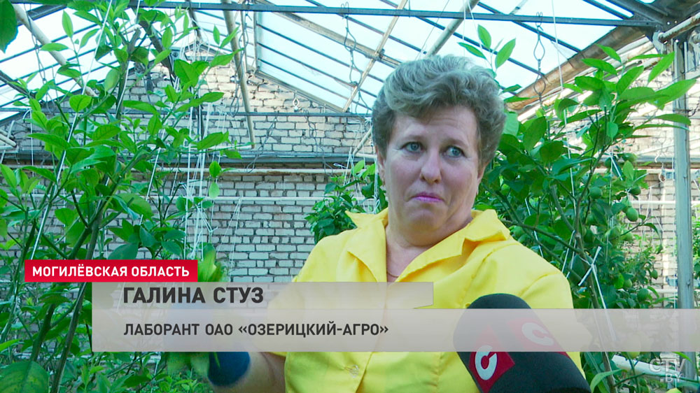 «Один плод пока поспеет – 9 месяцев». Чтобы расширить ассортимент, в «Озерицком-Агро» начали выращивать лимоны-1 «Один плод пока поспеет – 9 месяцев». Чтобы расширить ассортимент, в «Озерицком-Агро» начали выращивать лимоны-1