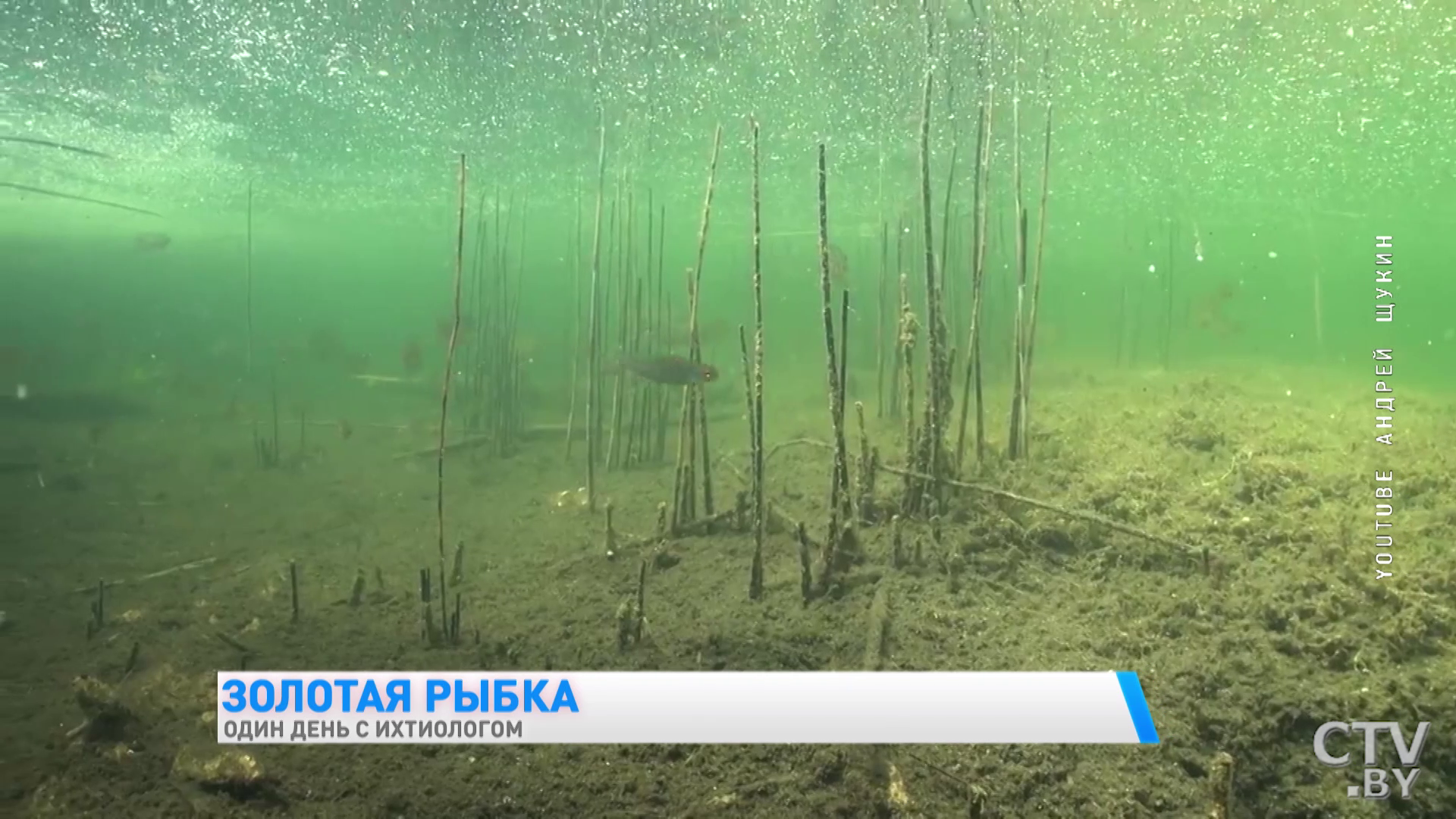 «Чужеродные виды рыб заселяют наши водоёмы и этим вредят нашей экосистеме». Один день с ихтиологом -13