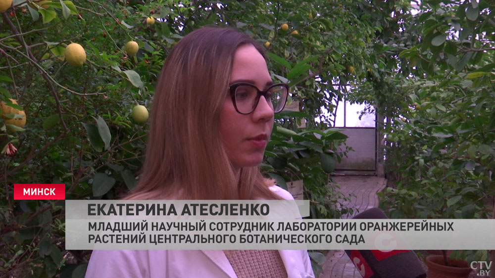 Собрано более 100 сортов. Где в Минске поучаствовать в мастер-классе по уходу за цитрусовыми и купить саженцы?-7