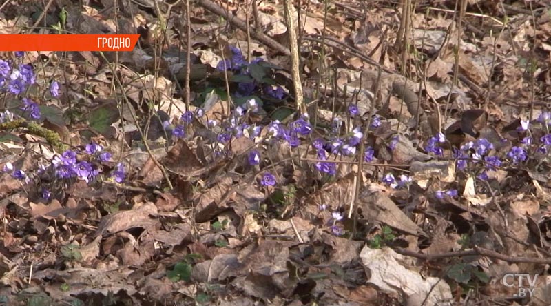 Разноцветные поляны из первоцветов украсили парк «Румлёво» в Гродно-1