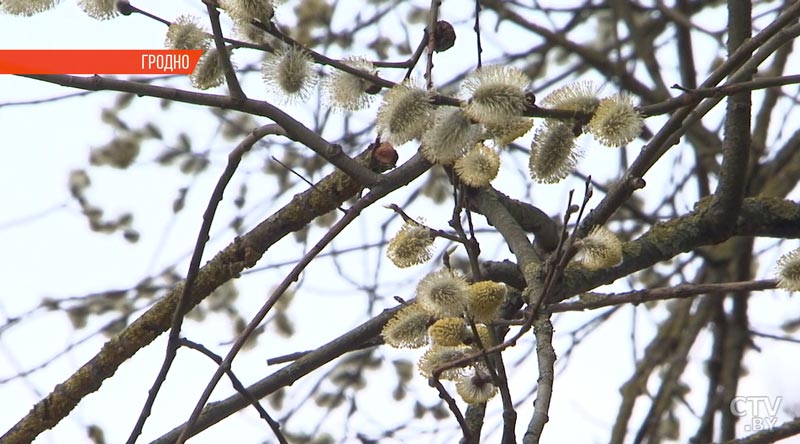 Разноцветные поляны из первоцветов украсили парк «Румлёво» в Гродно-5