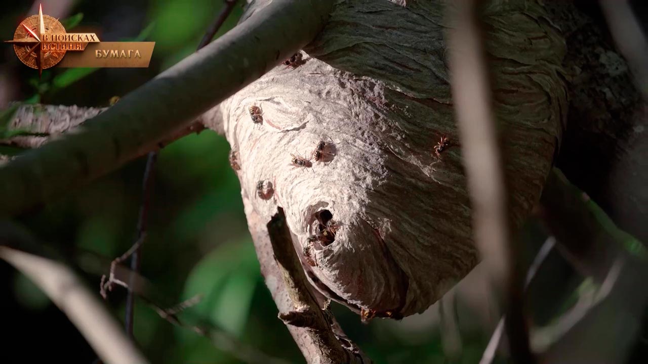 Как производят бумагу – узнали у специалиста-2