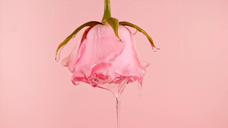 Ценный продукт – способы изготовления розового масла рассказала аромаконсультант