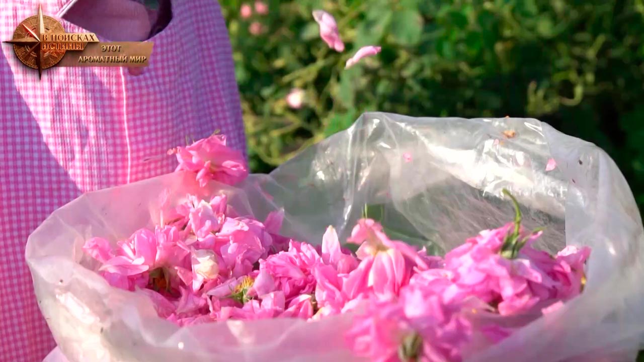 Ценный продукт – способы изготовления розового масла рассказала аромаконсультант-2