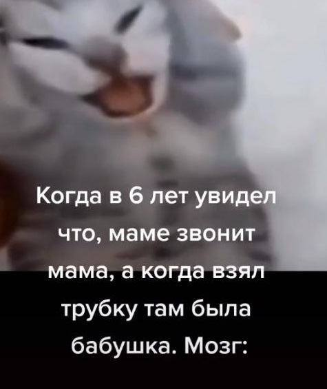 Да что вы знаете об отчаянии? Один кот смог описать чувства многих людей-10