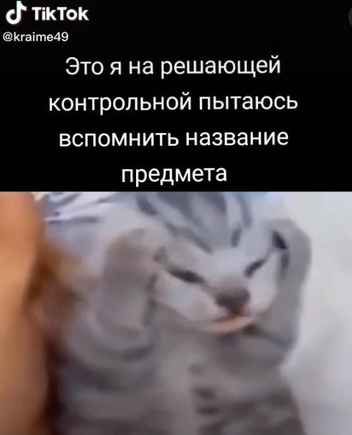 Да что вы знаете об отчаянии? Один кот смог описать чувства многих людей-7