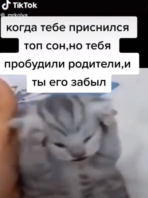Да что вы знаете об отчаянии? Один кот смог описать чувства многих людей-4