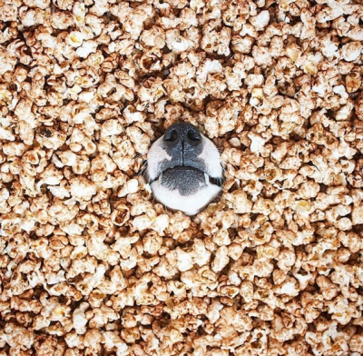 Пропустить нельзя, подписаться. 3 Instagram о животных-4