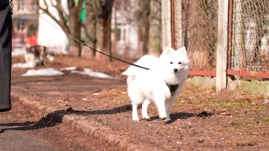 В Минске разрабатывают уникальную цифровую базу данных животных – в чем ее преимущество?