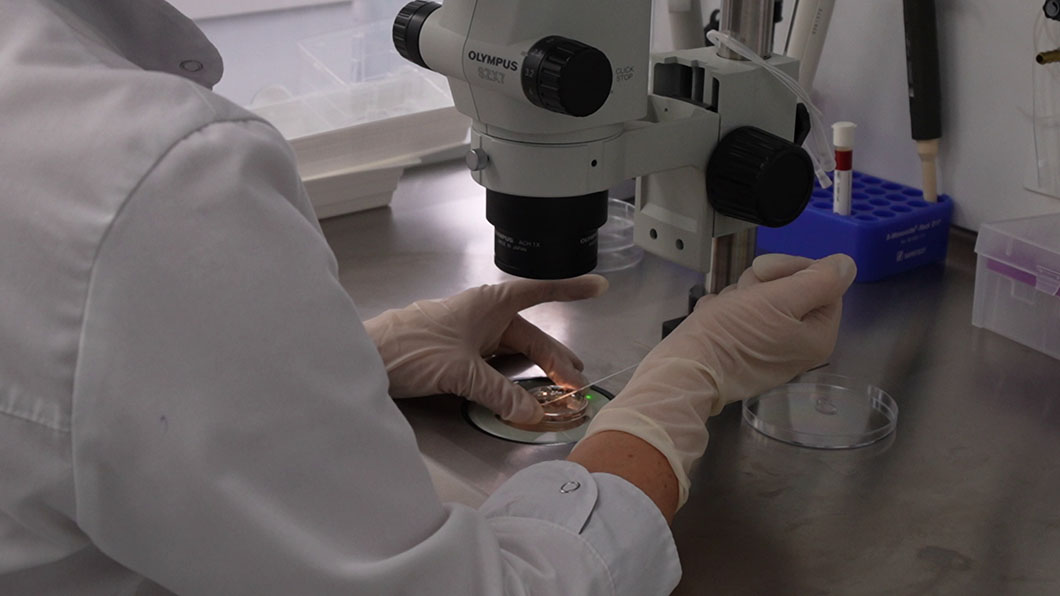 Александр Лукашенко подписал указ о проведении ЭКО-2