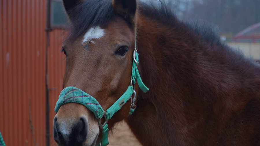 В Минском зоопарке выбрали лошадь, которая станет символом 2026 года