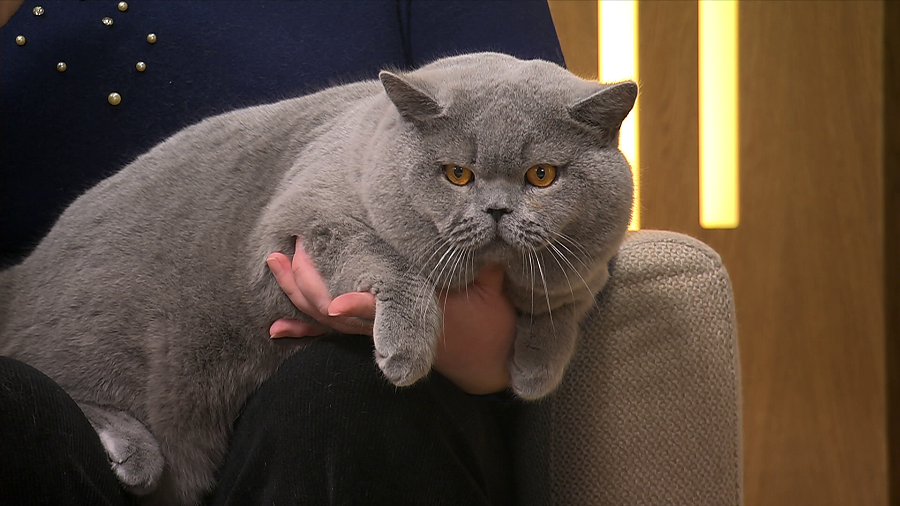 Кот из Беларуси вошёл в тройку самых красивых на планете! Узнали, сколько выставок посетил пушистый чемпион