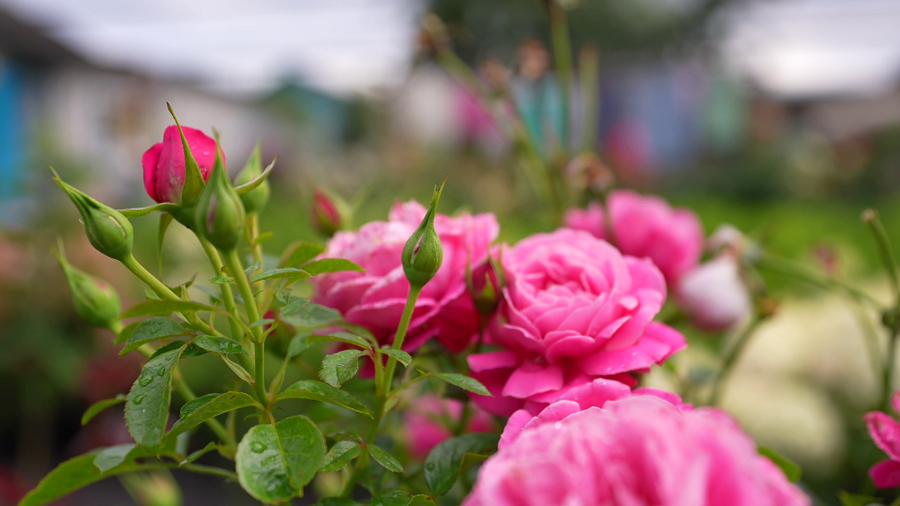 В её саду 450 сортов роз и 76 гортензий! Пообщались с белоруской, которая выращивает цветы